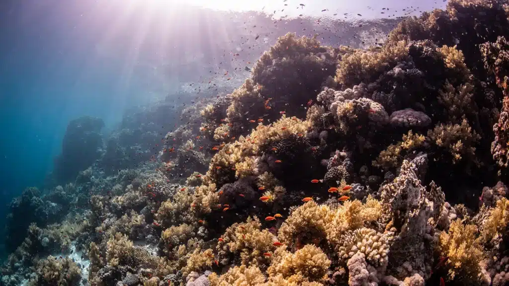 Luce del sole su una barriera corallina del Mar Rosso a Sharm el-Sheikh Luce del sole su una barriera corallina del Mar Rosso a Sharm el-Sheikh
