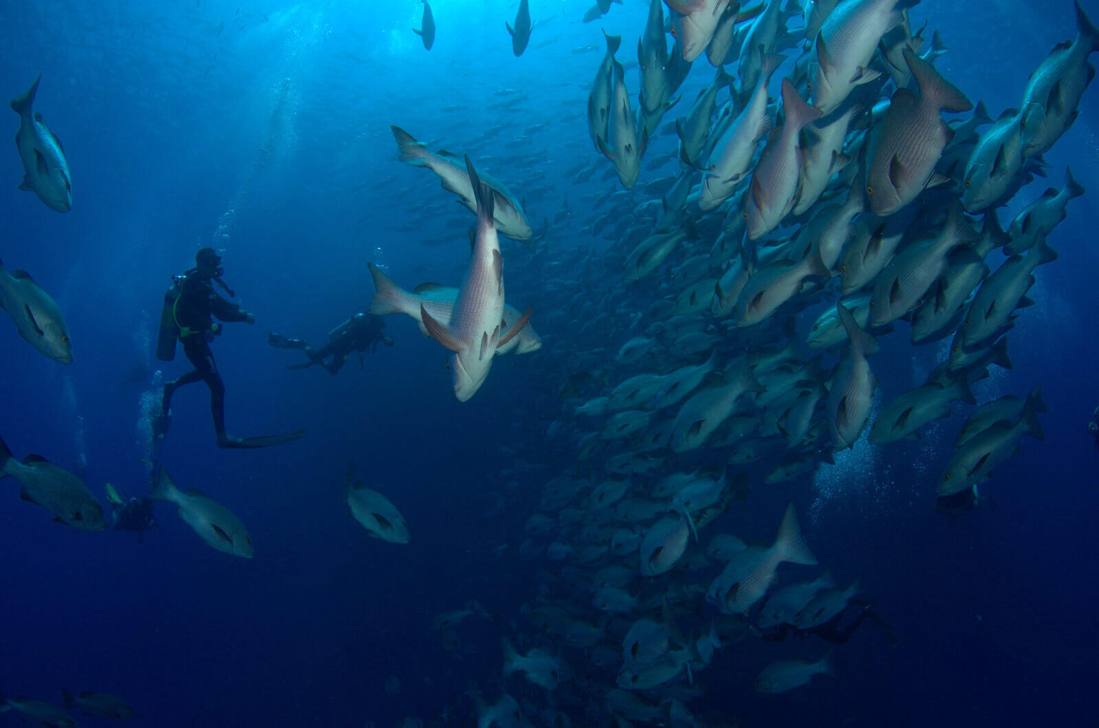 Deep Diving Specialty