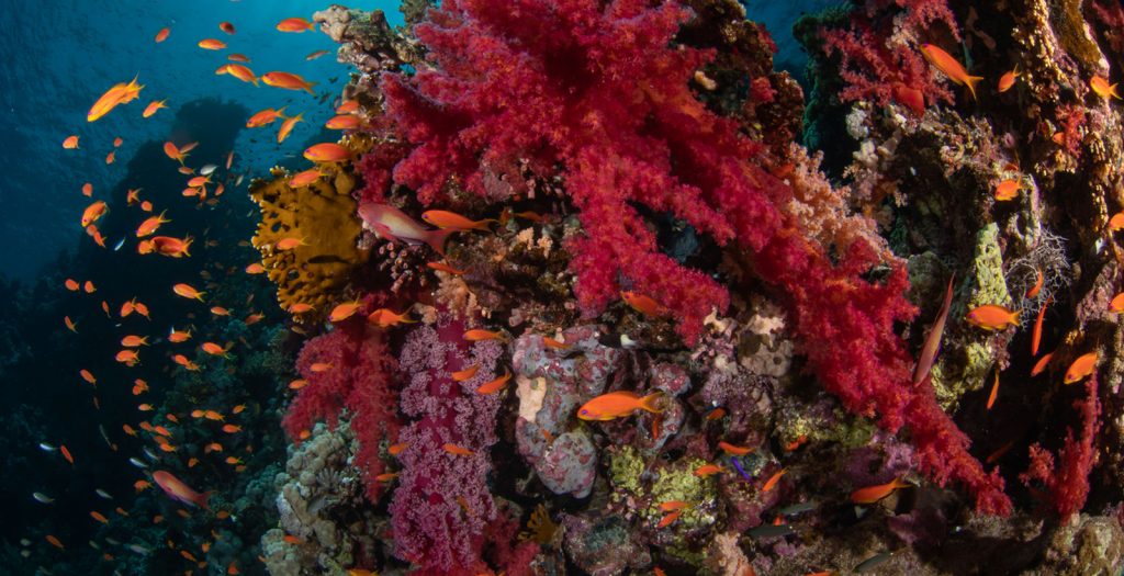 Pacchetto immersioni di tre giorni – Offerta di Agosto