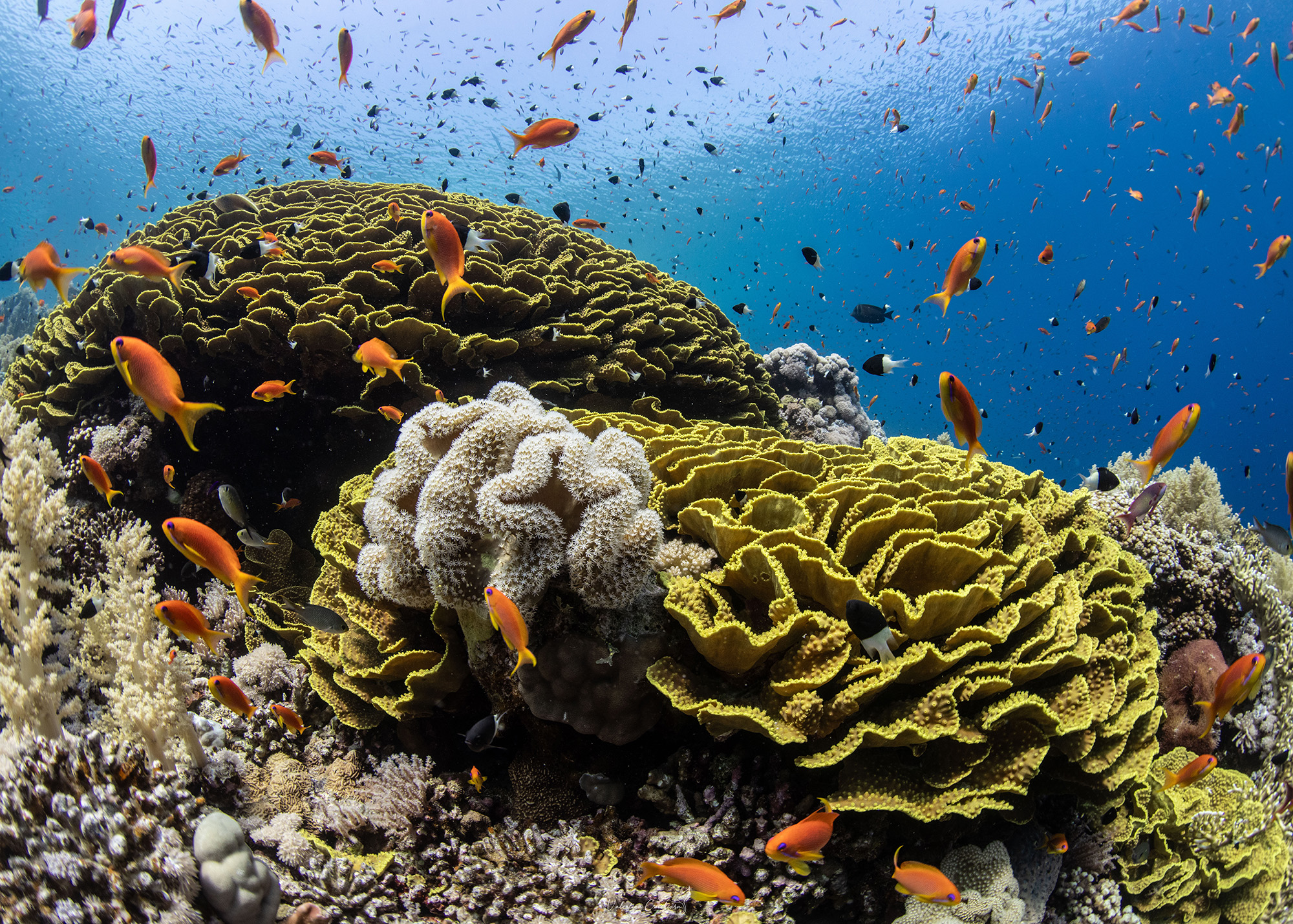 Specialità Coral Identification