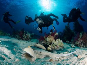 Ras Mohamed - divers looking at a blue spotted stingray resting on the sand