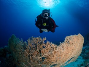 Gordon-Reef