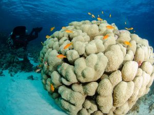 Gordon-reef-photo