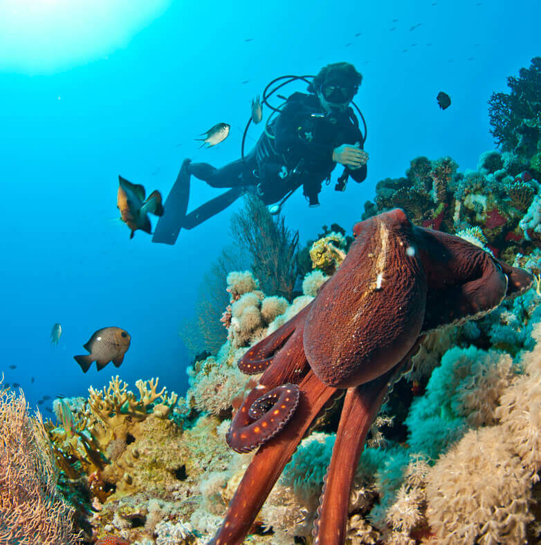 bagage forberede ekstra Scuba Diving in Sharm El Sheikh - Camel Dive Club & Hotel