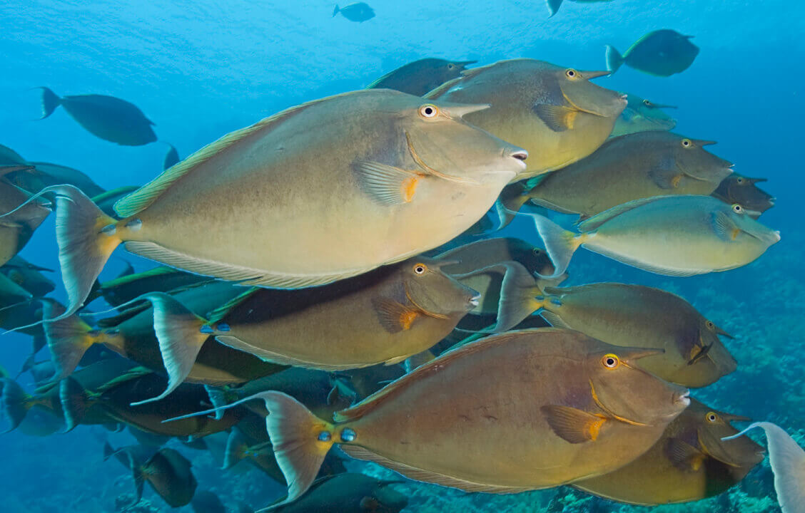 Fish Identification Specialty