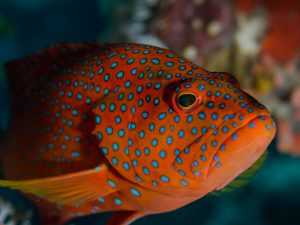 Grouper