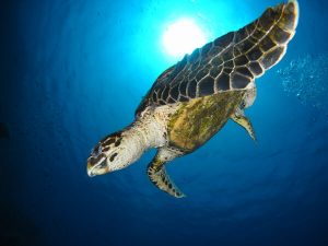 Ras Mohamed - Hawksbill Turtle close up shot