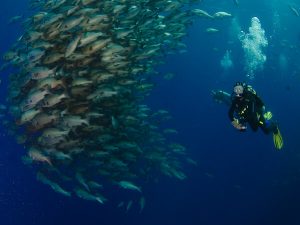 Diver with huge schools of Snappers that are always around during the summer.