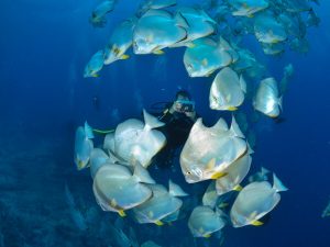 Shark and Yolanda Reef - diver taking pictures surrounded by batfish