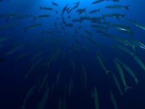 Shark Reef - schooling Barracuda