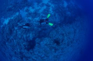 Thomas reef Red Sea