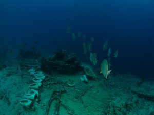 Toilets and bathtubs of Yolanda - wreckage with batfish swimming past