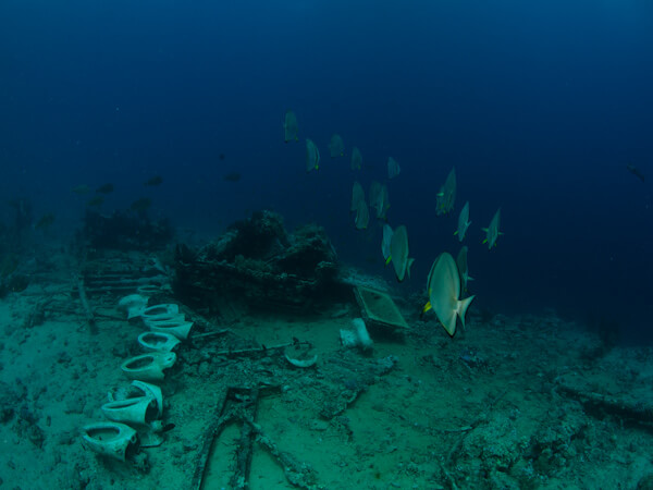 Toilets and bathtubs of Yolanda - wreckage with batfish swimming past