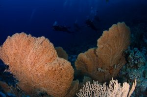 Thomas Reef