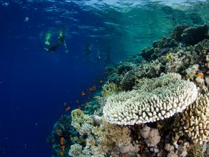 Thomas reef photos