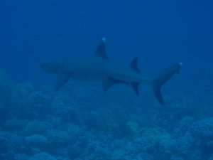 Whitetip shark