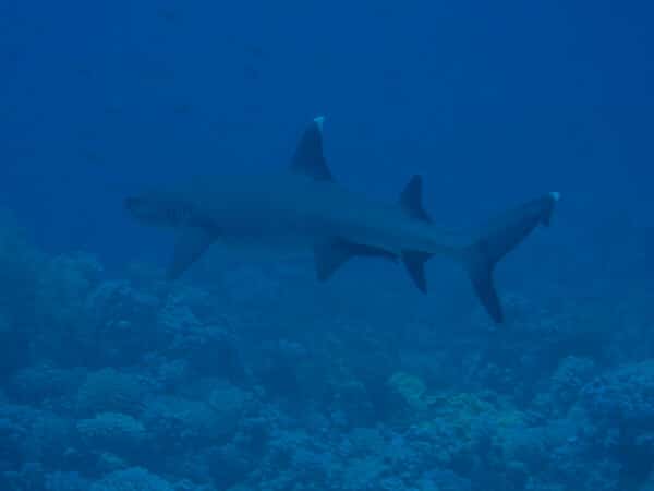 Whitetip shark