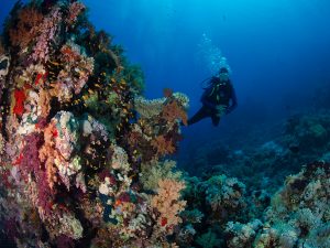 Yolanda Reef - diver looking at the soft and hard coral pinnacles at Yolanda coral garden