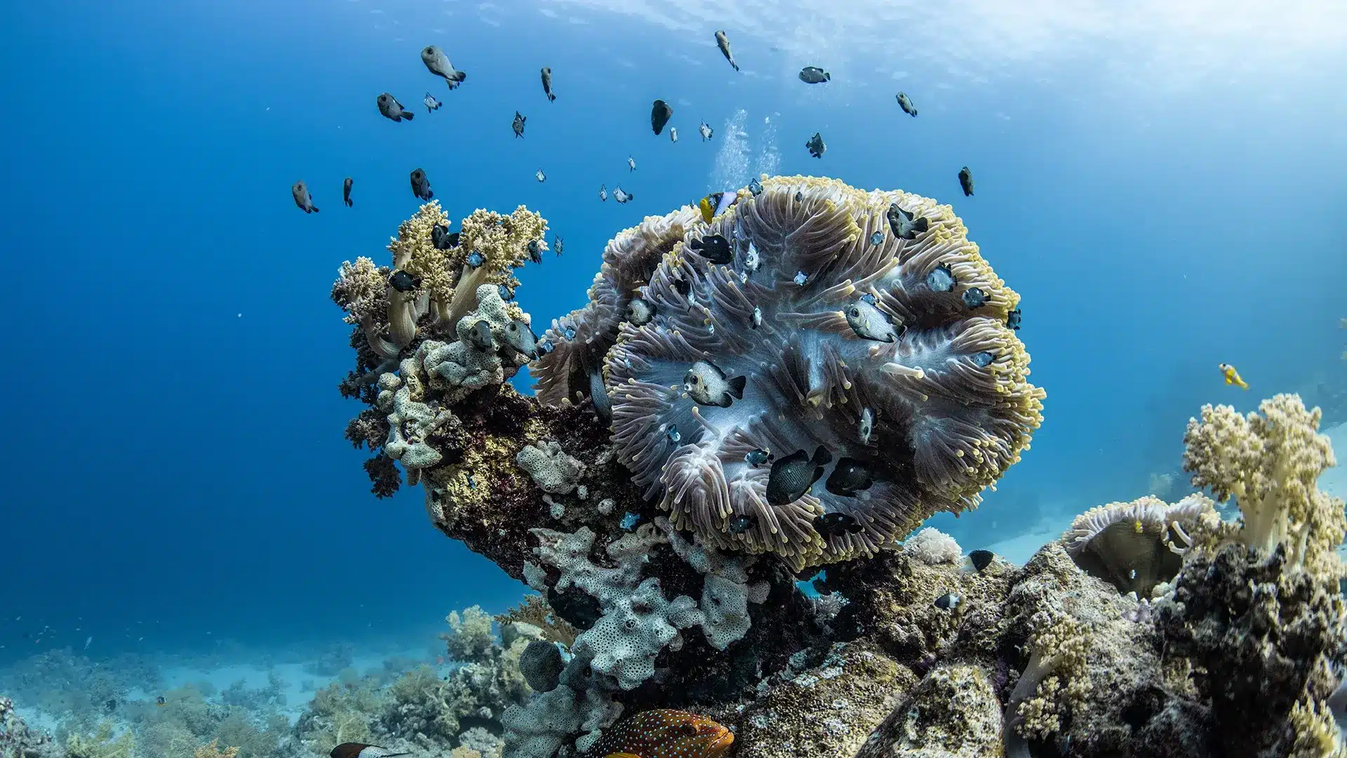 Colorful coral reef at Ras Mohammed near Sharm El Sheikh