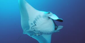 Tauchen mit Mantas