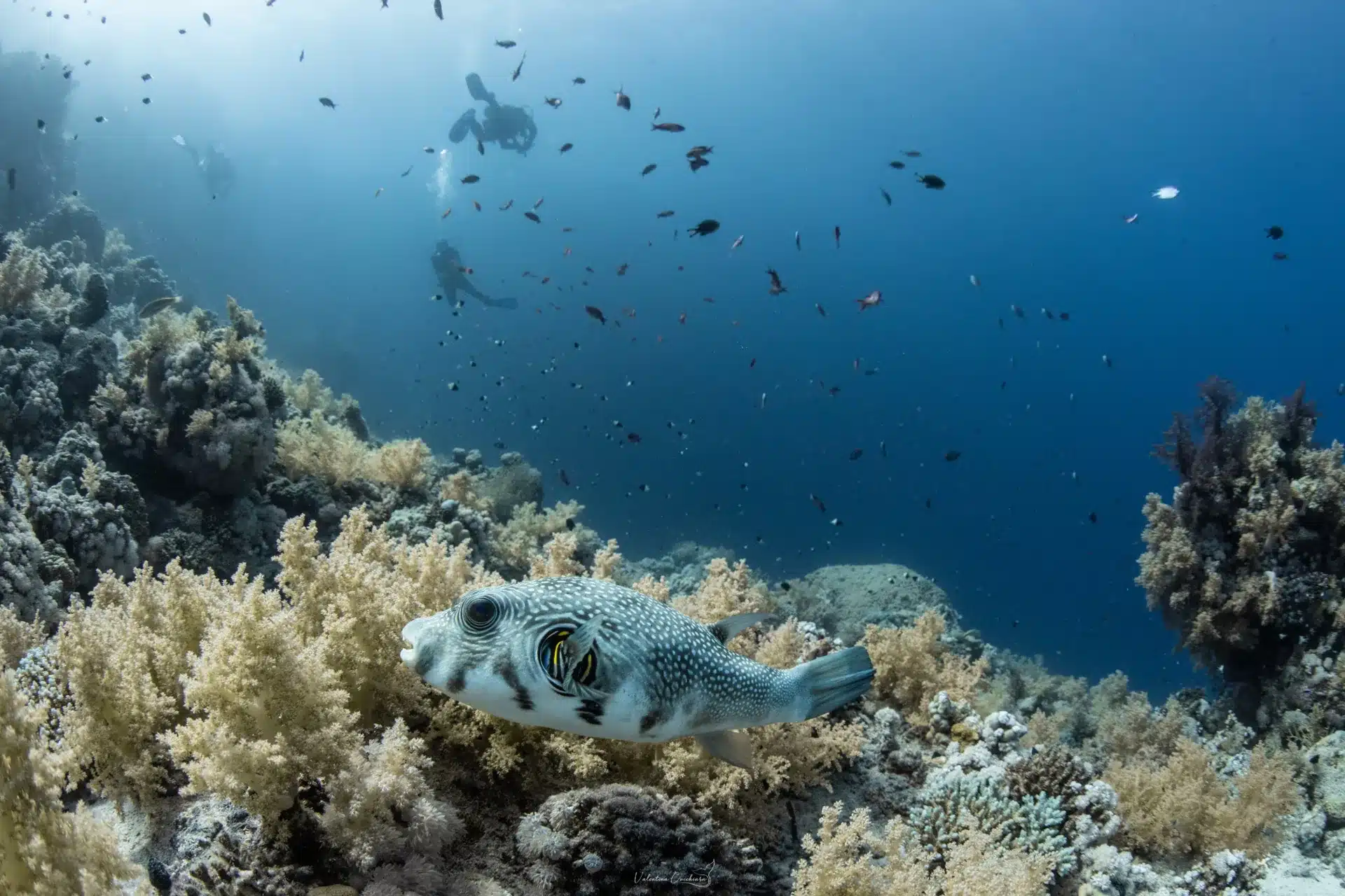 Whitespotted pufferfish over soft corals in the Red Sea with divers in the blue, Sharm el Sheikh