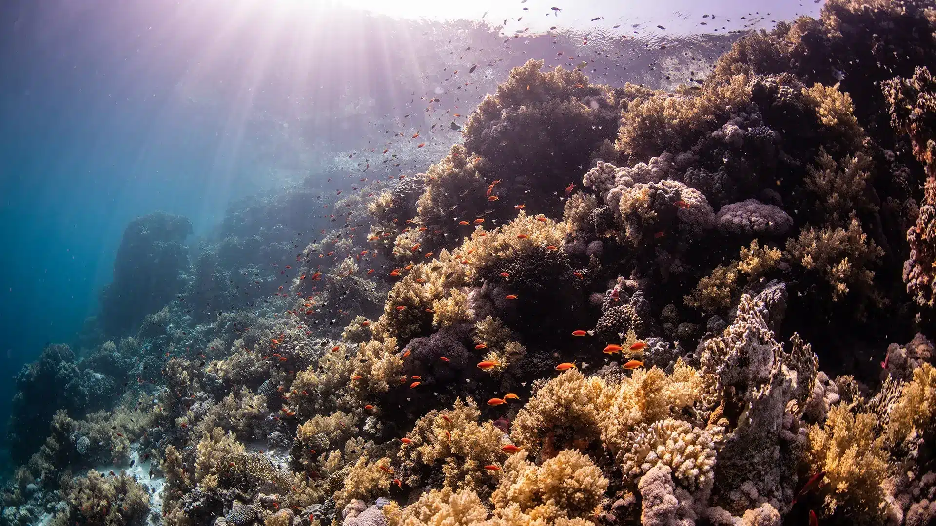 Sunlight over a coral reef in the Red Sea at Sharm El Sheikh
