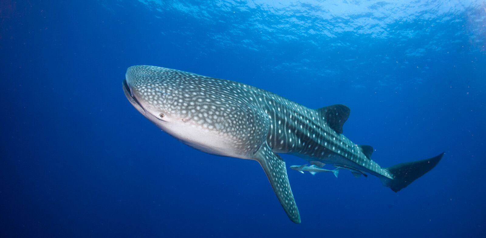 September Deal - Hotel & Dives