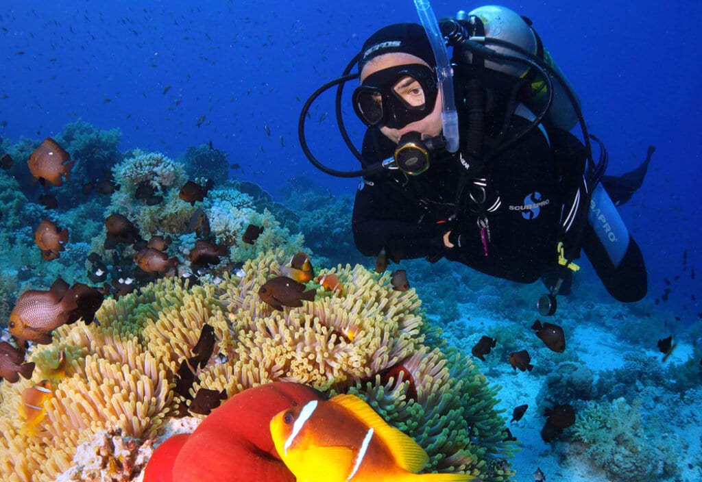 Diving in the Winter - Diver looking at an anemone fish and clown fish