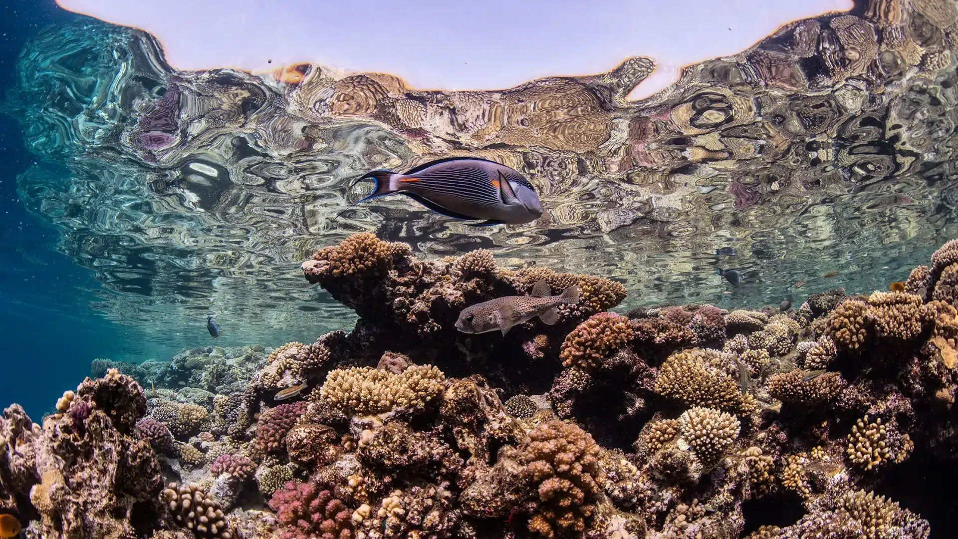 Shallow coral reef at Tiran near Sharm El Sheikh